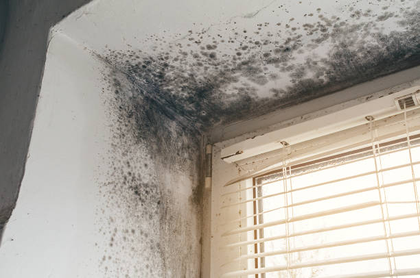 Trusted Commercial Mold Remediation service in Hampton, GA - Cheap Mold Removal